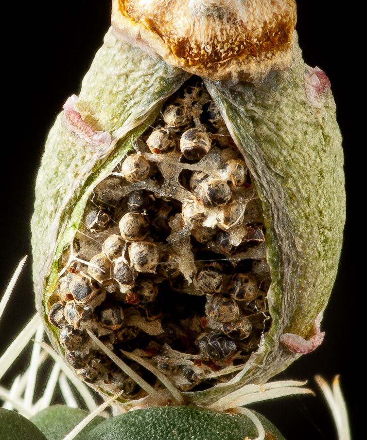 Gymnocalycium Xheidiae